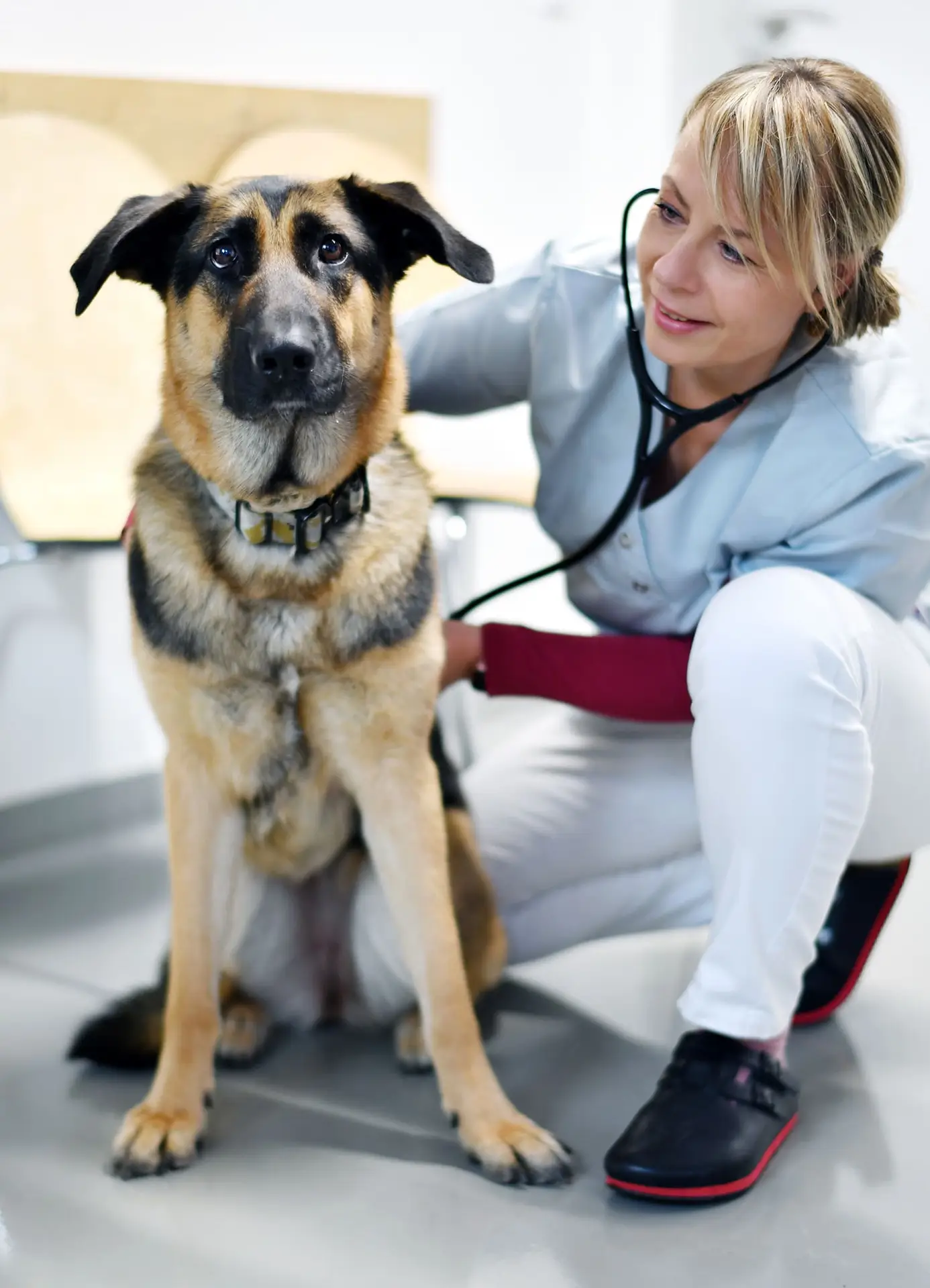 Ein Hund sitzt auf dem Boden und schaut in die Kamera. Die Tierärztin hört dabei sein Herz ab.